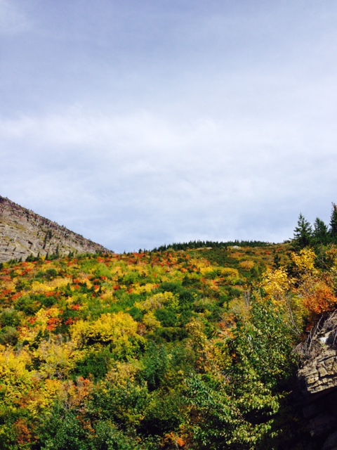 Beautiful fall colors along the Going-to-the-Sun Road.