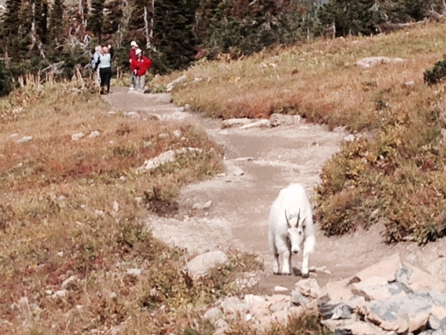 Mountain goats like the people trails too.