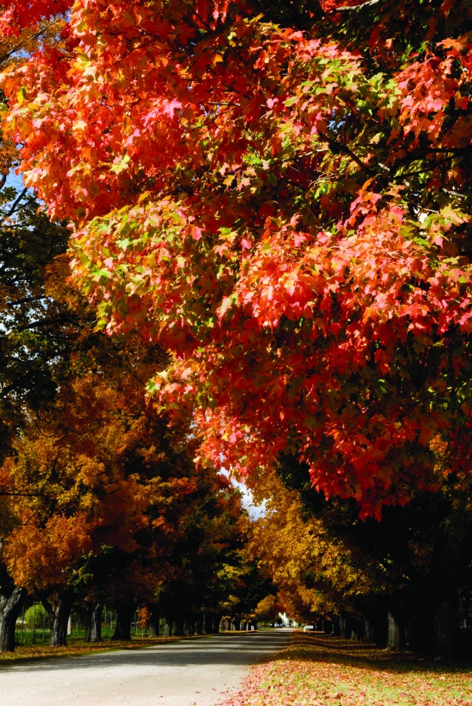 Stop at the Daly Mansion in Hamilton for this stunning fall foliage scene. Photo by Donnie Sexton