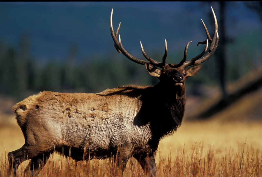An elk in Yellowstone National Park. Photo courtesy Donnie Sexton.