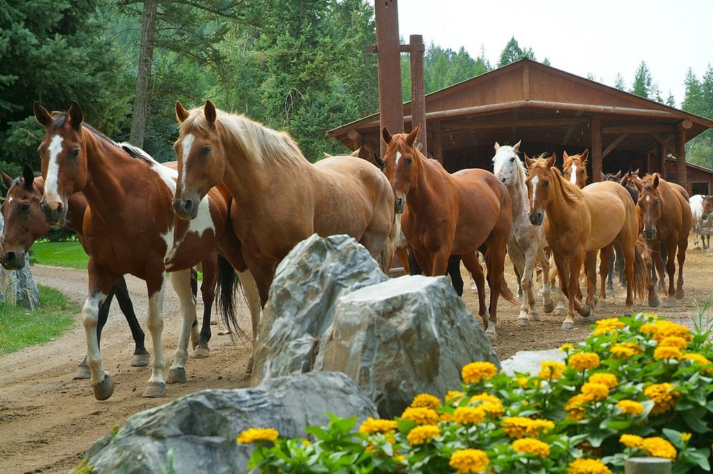 Happy horses after a hard day’s work.