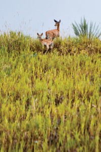 Momma deer and her fawn
