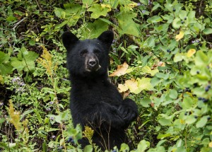 Curious black bear (Photo credit: Tim Rains - NPS)