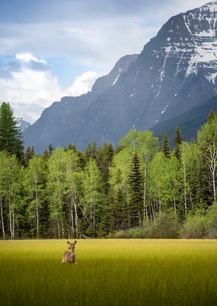 A favorite hangout for wildlife near Bowman Lake in Glacier National Park (Photo credit: Nicholas Parker)