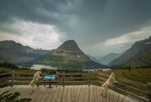 Hidden Lake Lookout in Glacier National Park (Photo credit: Nicholas Parker)