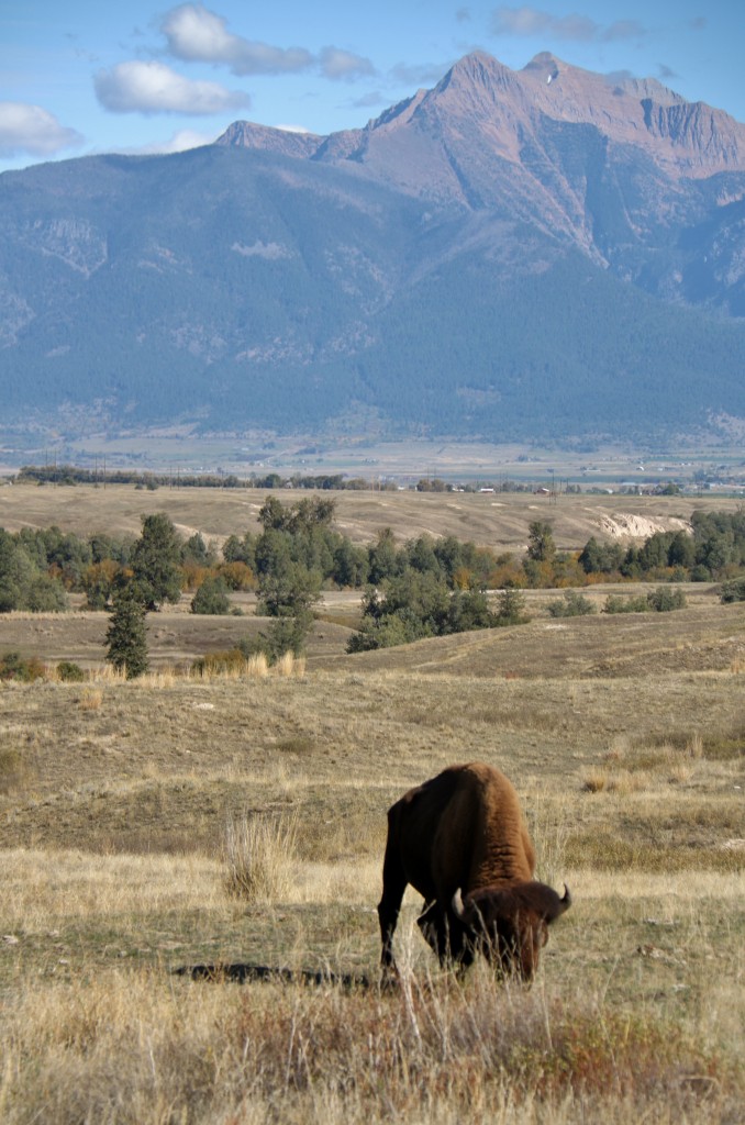 Bison grazing on the Bison Range (Photo credit: Stefanie Nordberg)