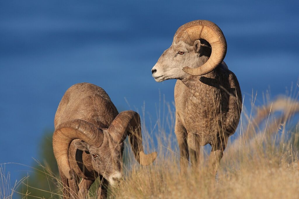 Bighorn sheep graze on Wild Horse Island. 