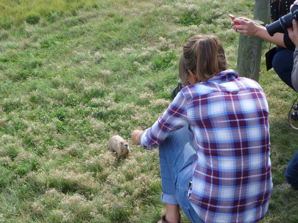 Getting the perfect shot of prairie dogs at Devils Tower. 