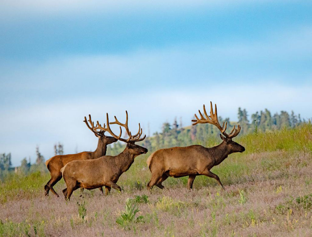 Western Montana Wildlife Viewing Guide